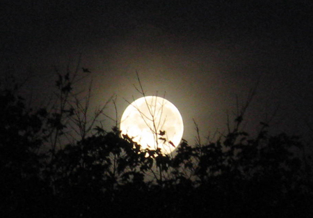 Muỗi đốt nhiều vào đêm trăng tròn