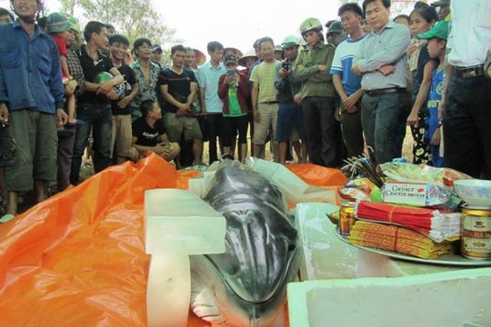 Trước đó cũng từng có trường hợp cá voi trôi dạt vào bờ biển Thanh Hóa.