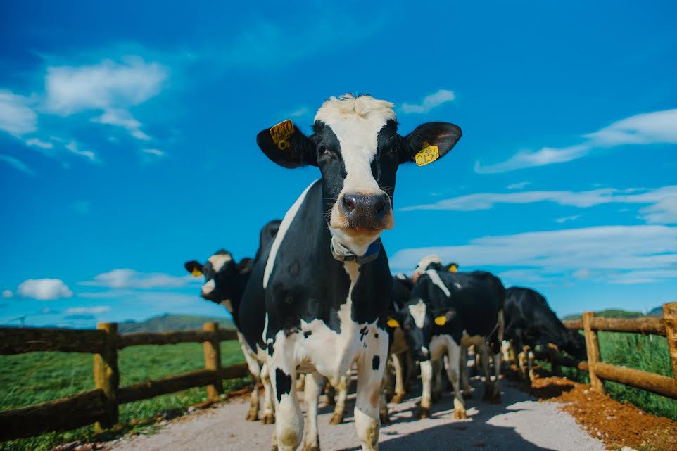 Đàn bò organic của Vinamilk được nhập khẩu từ nước Úc