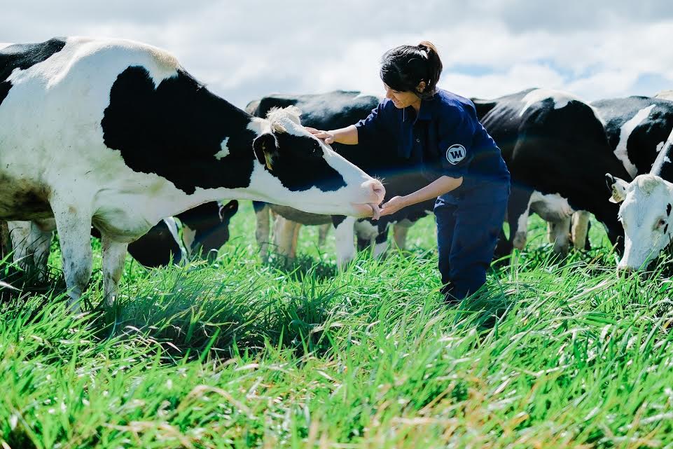 Cánh đồng cỏ xanh mướt bạt ngàn của trang trại bò sữa Vinamilk Organic