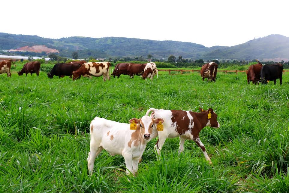 Các trang trại của Vinamilk có quy mô rất lớn với số lượng bò lên tới hàng chục ngàn con. Vấn đề kiểm soát bảo vệ mội trường luôn là mối quan tâm hàng đầu của Vinamilk.