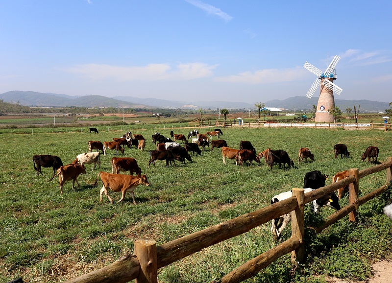 Những cô bò nhởn nhơ gặm cỏ tại trang trại Organic Đà Lạt – trang trại Organic đầu tiên đạt tiêu chuẩn châu Âu tại Việt Nam.