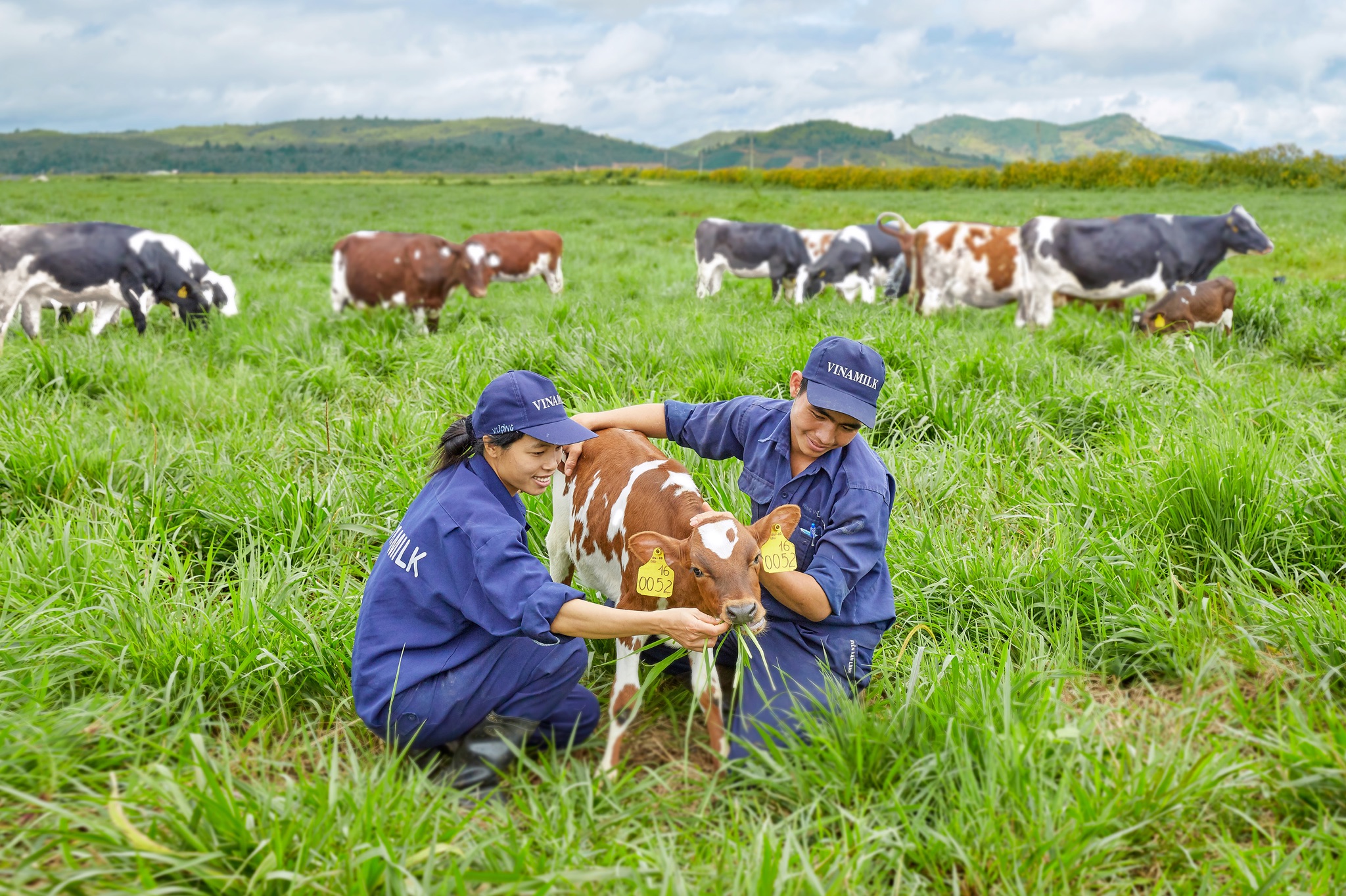 Môi trường làm việc tại trang trại thoáng đãng, trong lành cùng các “cô bò” thân thiện giúp nhân viên tại đây luôn có tinh thần làm việc hăng say