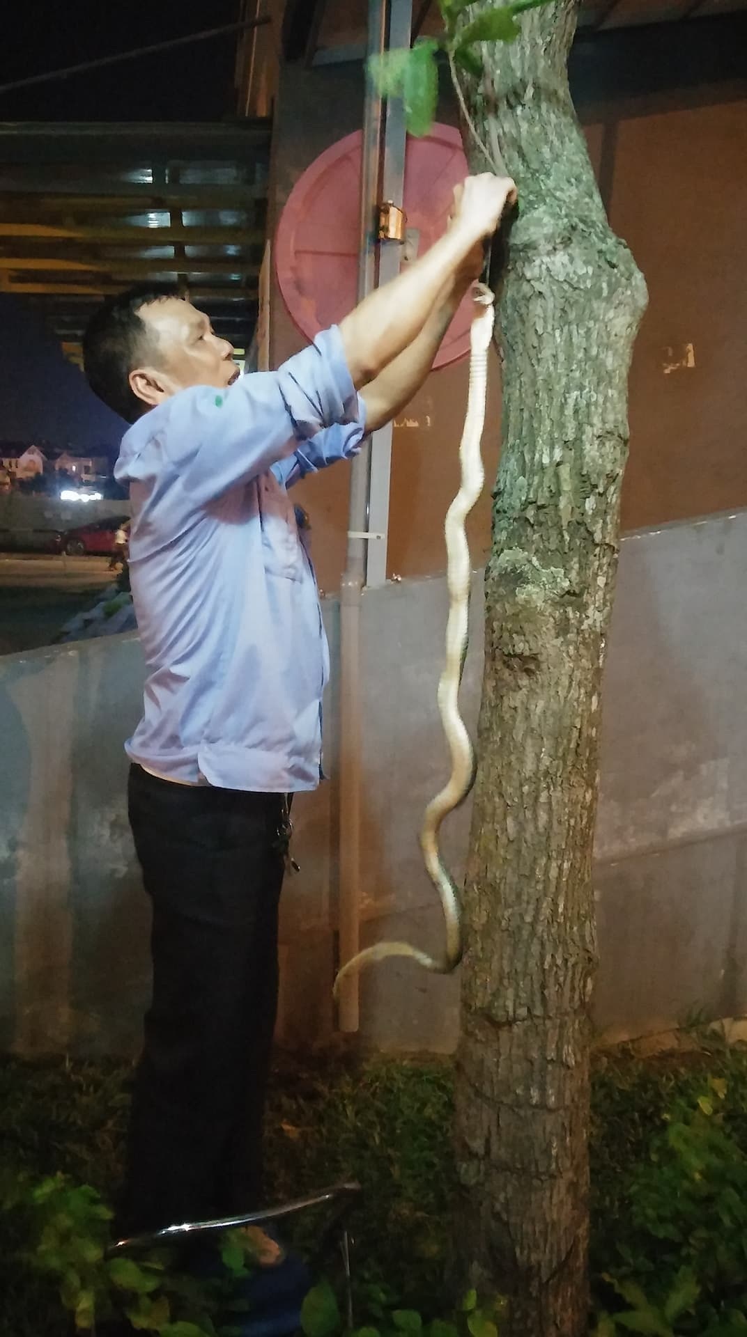 Bắt được rắn hổ mang dài hơn 1m, nặng khoảng 1kg trong khu vực Tòa nhà Rice City Tây Nam Linh Đàm. Ảnh Đức Tài
