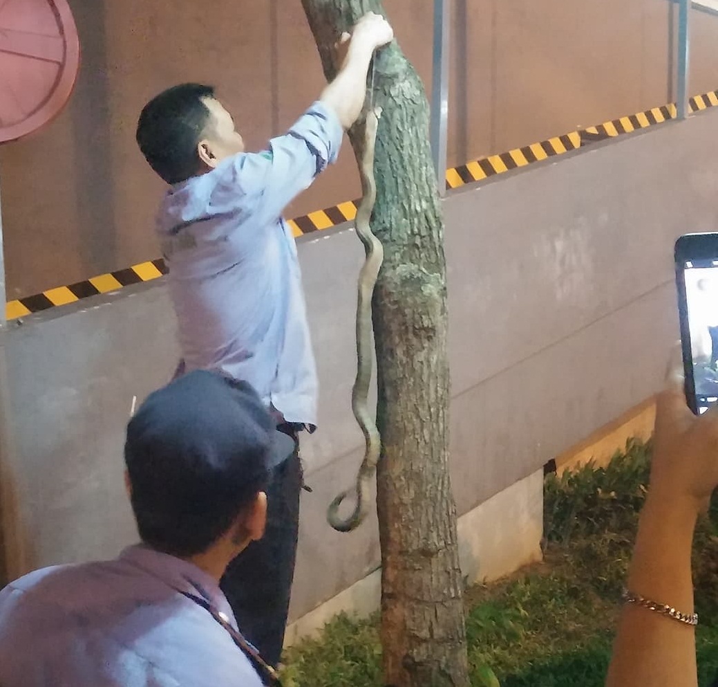 Bắt được rắn hổ mang dài hơn 1m tại chung cư Rice City Tây Nam Linh Đàm
