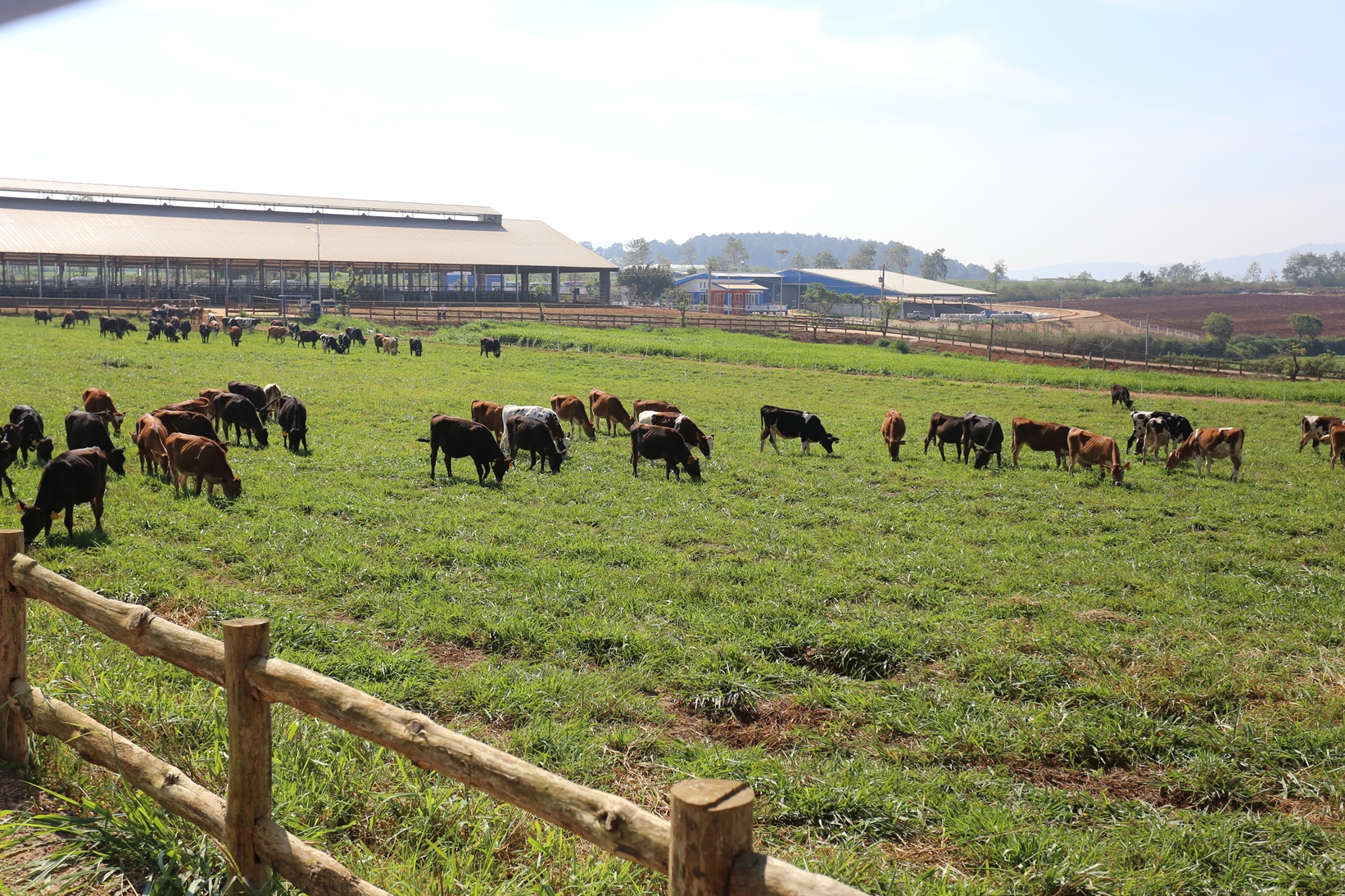  Trang trại bò sữa tiêu chuẩn organic Châu Âu đầu tiên tại Việt Nam do Vinamilk tiên phong đầu tư. Ảnh H. Yên