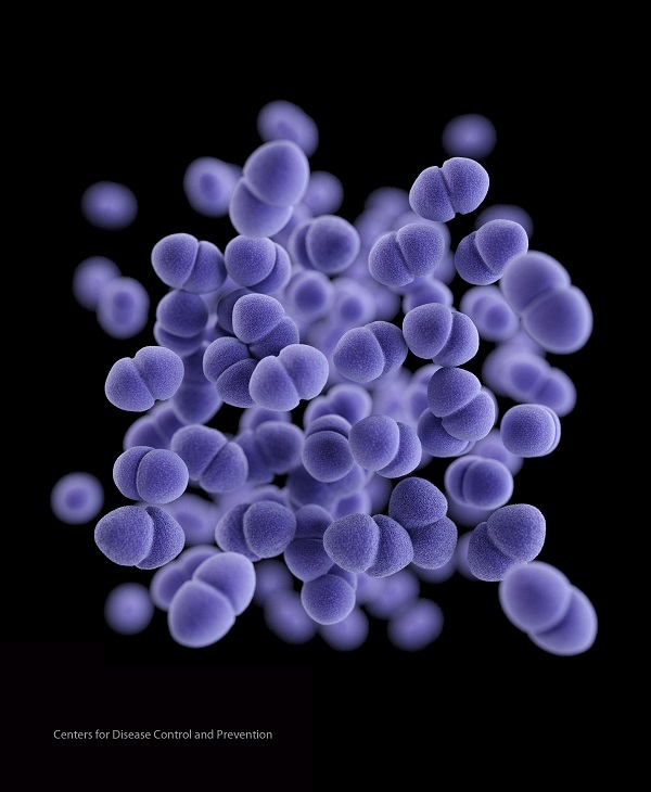 Hình dạng của chủng vi khuẩn Enterococcus khi được soi dưới kính hiển vi.