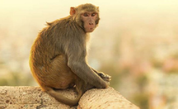  Những chú khỉ trên núi Thiên Hoa sẽ bị bắt về để chuẩn bị cho món óc khỉ.