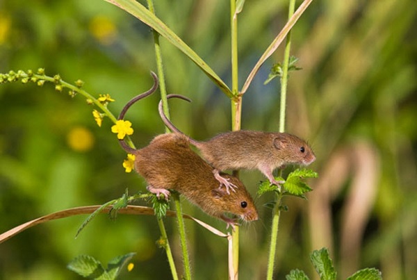 Những chú chuột đồng ở vùng Dương Châu được bắt về nuôi với ngũ cốc, nhân sâm và dược liệu.