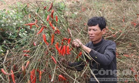 Trái với đà tăng của giá dưa hấu xuất khẩu, việc ớt chín đỏ cây mà không có ai mua lại khiến nông dân xứ Nghệ chỉ biết khóc ròng