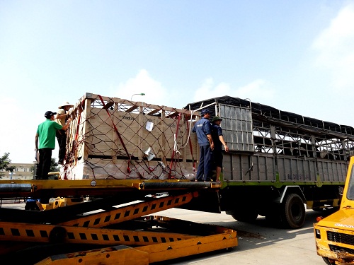 Sau khi được đưa từ máy bay xuống, bò được chuyển sang các xe tải để vận chuyển về trang trại của Vinamilk ở Hà Tĩnh