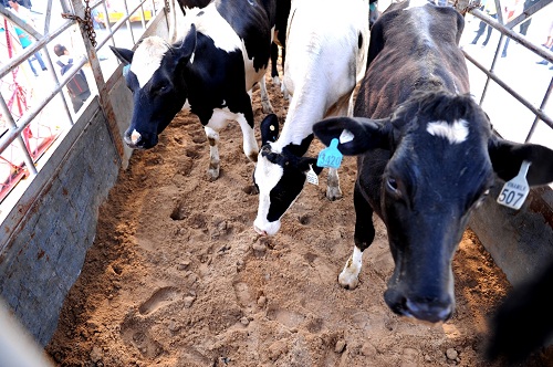 Để đảm bảo đàn bò nhập về được khỏe mạnh, sản xuất sữa có chất lượng và năng suất cao, tại trang trại Hà Tĩnh, các chuyên gia sẽ thực hiện đầy đủ các biện pháp như nuôi cách ly để theo dõi đủ thời gian, sau đó mới được nhập đàn.