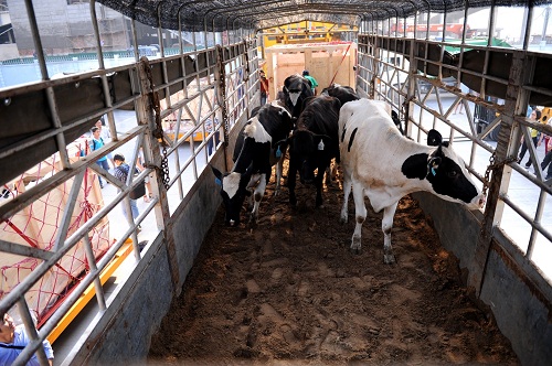 Những “cô bò” đầu tiên lên xe về trang trại mới của Vinamilk tại Hà Tĩnh