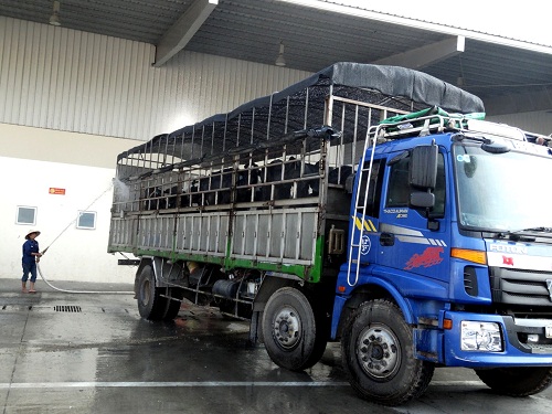 Trước khi di chuyển đến Hà Tĩnh, những con bò được phun nước để làm mát, đồng thời có tác dụng cho bò uống nước một cách 