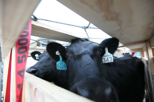 Vinamilk sẽ tiếp tục nhập hơn 5.000 bò giống từ các nước Úc và Mỹ trong năm 2014 và 2015