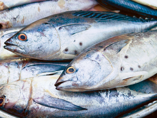 Ngộ độc thực phẩm do ăn phải cá ngừ khiến 4 người phải vào cấp cứu
