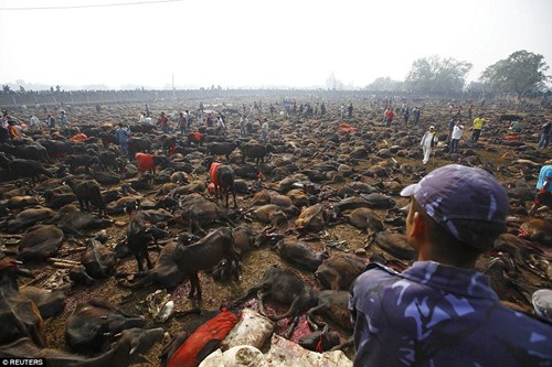 Lễ hội giết động vật ở Ấn Độ diễn ra hàng năm để nhằm mục đích tế thần