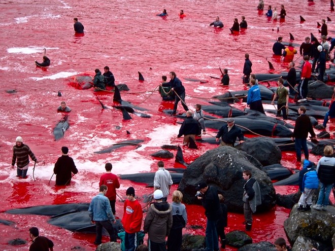 Lễ hội giết động vật để chứng minh sự trưởng thành ở Đan Mạch bị tổ chức thế giới lên án