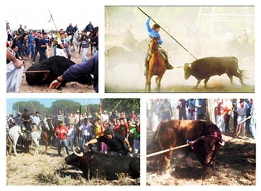 Đâm bò tót ở Tây Ba Nha là lễ hội giết động vật từng bị cấm vì quá man rợ nhưng lại đươc tổ chức 