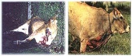 Những con bò chắc chắn phải chết trong lẽ hội giết động vật ở  ở Brazil