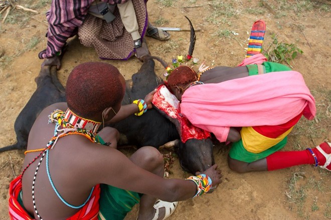 Gần 1000 con bò bị giết hại trong lễ hội giết động vật chứng tỏ sự trưởng thành ở bộ tộc này