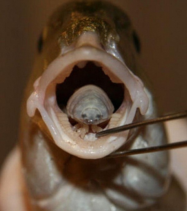 Ký sinh trùng Cymothoa exigua khá đáng sợ khi thay thế hẳn lưỡi của vật chủ