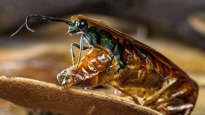 Ong ngọc lục bảo đẻ trứng của chúng và sống như ký sinh trùng trong cơ thể gián