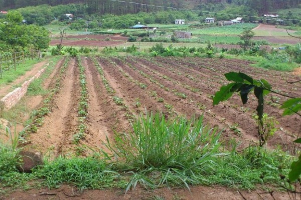 Bổ sung quy định đối tượng được miễn thuế sử dụng đất nông nghiệp