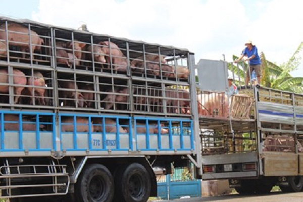 Bộ Công Thương đưa ra giải pháp cho việc lợn hơi rớt giá