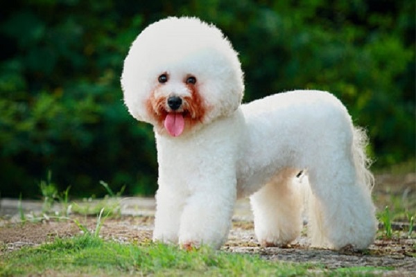 Kỹ thuật nuôi chó Bichon Frise xinh xắn hiền hòa ai nhìn cũng 'cưng'