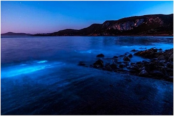 Giải mã nguồn gốc ánh sáng xanh dương rực rỡ trên bãi biển Australia
