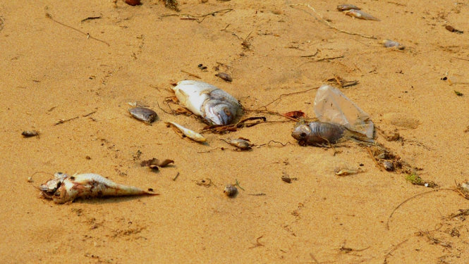 Liên tục trong tuần qua, dọc bờ biển Quảng Bình xuất hiện hiện tượng cá chết hàng loạt trôi dạt vào bờ