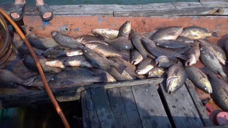 Những ngày đầu tháng 4, tình trạng cá chết hàng loạt cũng xuất hiện tại huyện Kỳ Anh, Hà Tĩnh