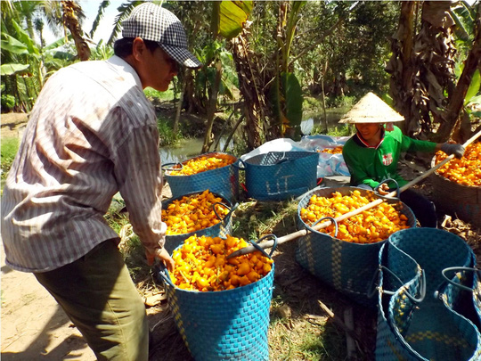 Nông dân 'khóc ròng' vì trái Dư… dư đầy vườn