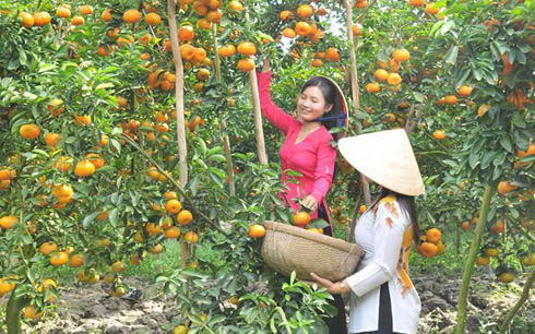 Lai Nông dân Lai Vung đều có chung tâm trạng phấn khởi khi vườn quýt hồng sau nhà năm nay “trúng đậm”.