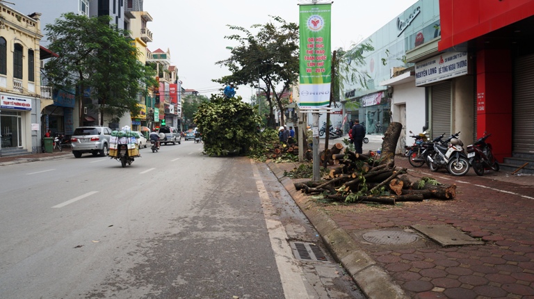 Cây xanh đường nguyễn thái học bị chặt