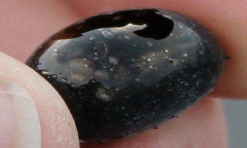 Vật thể hình trứng tìm thấy bên miệng núi lửa Kilauea. Ảnh: HVO