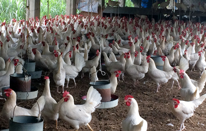 Tỉnh Vĩnh Phúc đã đầu tư xây dựng một “khu công nghiệp” chuyên nuôi gà tại thôn Phú Ninh, xã Thanh Văn (huyện Tam Dương) với diện tích 36,5ha.