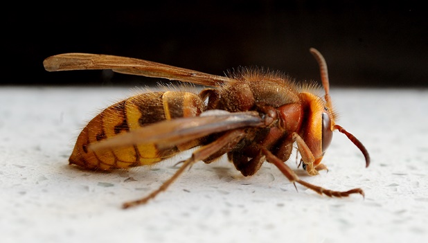 Loài ong bắp cày châu Á có thể gây nguy hiểm cho con người 
