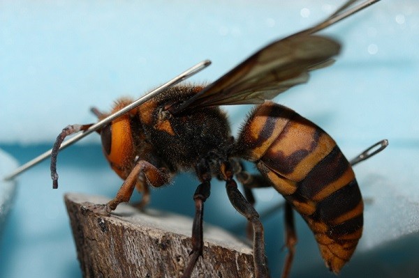 ong bắp cày