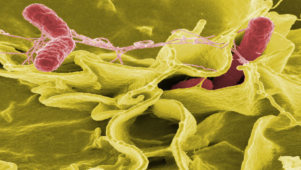 vi khuẩn salmonella gây nhiễm khuẩn