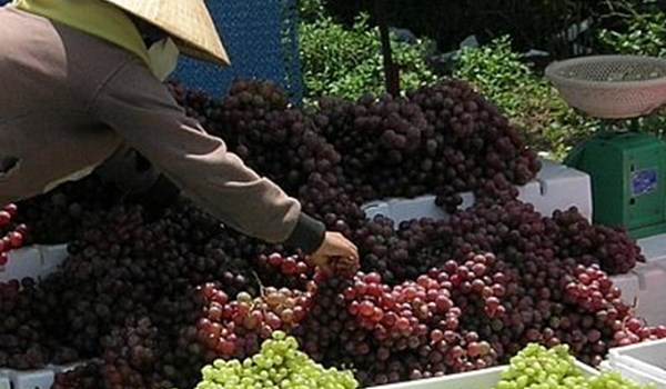 Nhiều tiểu thương buôn nho cho biết nho xanh Ninh Thuận là loại có hạt, vị hơi chua