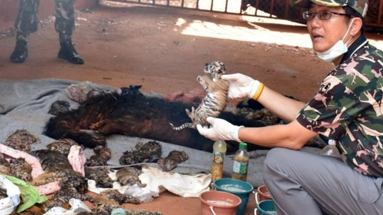 Ít nhất 40 xác hổ non đã được tìm thấy tại chùa Hổ. Ảnh: CNN