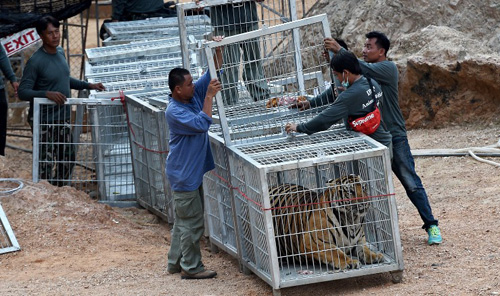 Những con hổ bị bắt nhốt vào chuồng chuẩn bị di dời đến nơi ở mới. Ảnh: CNN