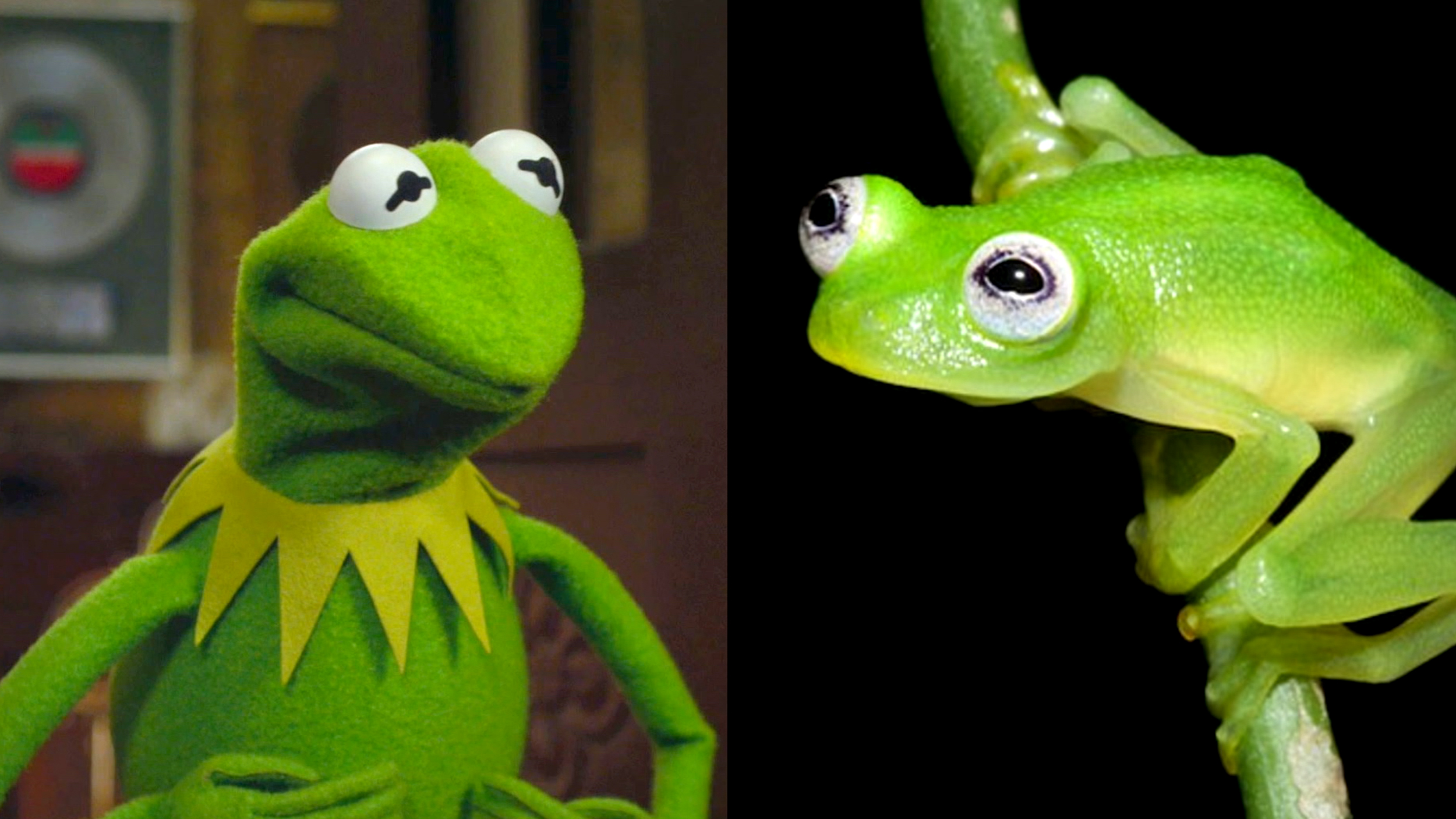 Phát hiện ếch thủy tinh trong suốt giống chú rối Kermit, điều này khiến thế giới động vật càng trở nên phong phú