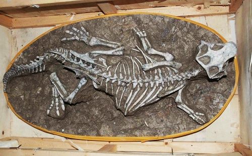 Bộ xương khủng long khai quật ở tỉnh phía bắc Liêu Ninh. Ảnh: SCMP