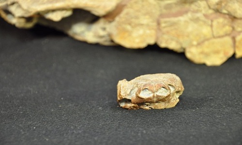 Hóa thạch loài rùa mũi lợn gần như còn nguyên vẹn. Ảnh: Bảo tàng Lịch sử Tự nhiên Utah