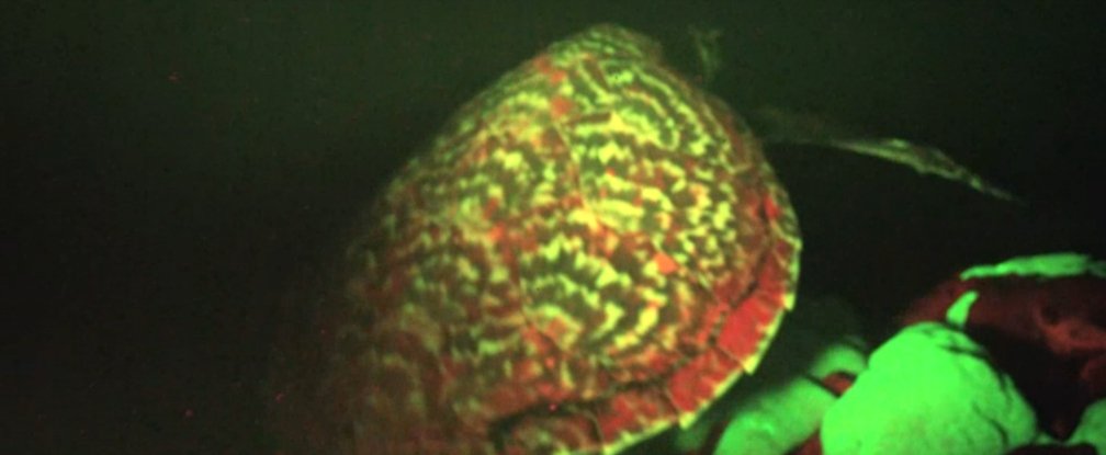 Đây là một loài rùa biển đồi mồi cực kỳ quý hiếm. Ảnh Sciencealert