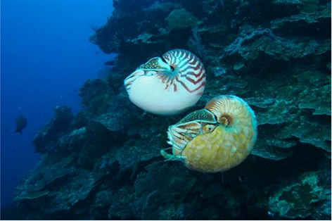 Ốc anh vũ cực hiếm thuộc chi Allonautilus (dưới) và ốc anh vũ thuộc chi Nautilus (trên)