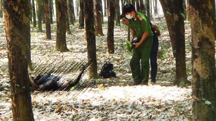 Lực lượng Công an đang tiến hành khám nghiệm hiện trường vụ phát hiện thi thể chết cháy trong rừng cao su ngày 11/3